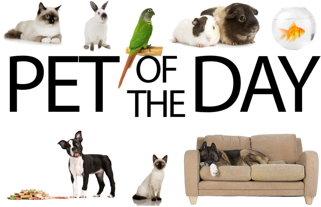 Pet of the Day