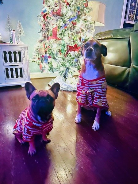 September 15, 2025 – Charley and Yogi