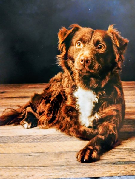 March 17, 2026 – Dahlia March 17, 2026 – Dahlia