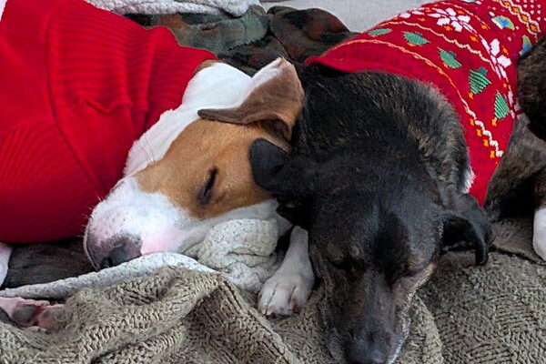 April 12, 2026 – Chief and Max